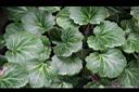 虎耳草-葉4.jpg