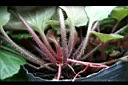 虎耳草-葉柄1.jpg