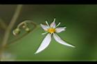 虎耳草-花06.jpg