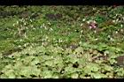 虎耳草-花13.jpg