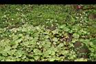 虎耳草-花15.jpg