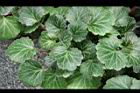 虎耳草04.jpg