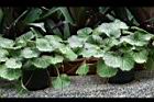 虎耳草06.jpg
