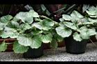虎耳草07.jpg
