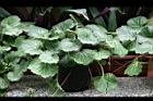 虎耳草08.jpg