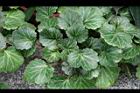 虎耳草09.jpg