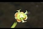 蛋樹-花蕊03.JPG