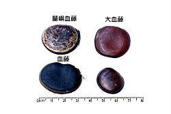 血藤-種子13.JPG