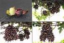 血藤-花1.jpg