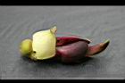 血藤-花08.jpg