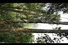 血藤-莖08.jpg