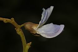 豆薯-花12.JPG