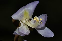 豆薯-花蕊02.JPG