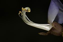 豆薯-花蕊04.JPG
