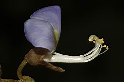 豆薯-花蕊06.JPG