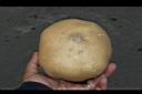 豆薯-塊根05.JPG