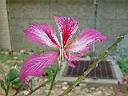 豔紫荊-花06.JPG