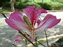 豔紫荊-花07.JPG