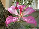 豔紫荊-花08.JPG