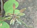 豔紫荊-花苞1.JPG