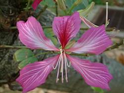 豔紫荊-花03.JPG