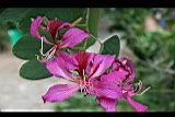 豔紫荊-花01.jpg