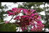 豔紫荊-花02.jpg