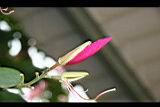 豔紫荊-花苞0.jpg