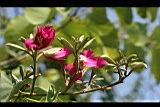 豔紫荊00.jpg