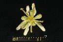 象腳樹-花15.jpg
