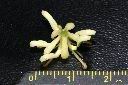 象腳樹-花16.JPG