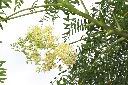 象腳樹-花序03.JPG