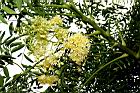 象腳樹-花序02.JPG