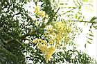 象腳樹-花序06.JPG