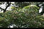 賽赤楠-實8.jpg