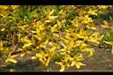 連翹05.JPG