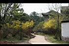 連翹-花11.JPG