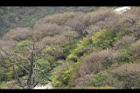 連翹-華山6.JPG
