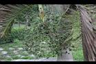 酒瓶椰子-實2.jpg