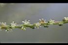 酒瓶椰子-花3.jpg
