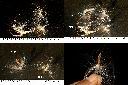 酸藤-種子1.jpg