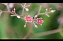 酸藤-花01.jpg