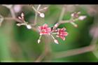 酸藤-花06.jpg