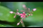 酸藤-花07.jpg