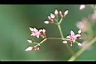 酸藤-花序05.jpg