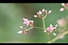 酸藤-花序07.jpg