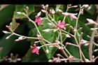 酸藤-花序12.JPG