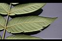 野核桃-小葉.jpg