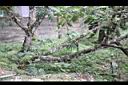 野核桃-莖0.jpg