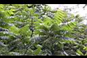 野核桃2.jpg